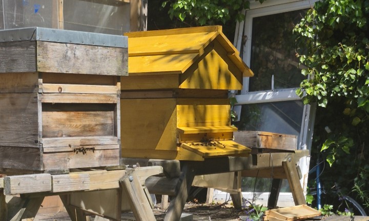 Two wooden beehives outdoors, one rustic and one bright yellow, on stands.
